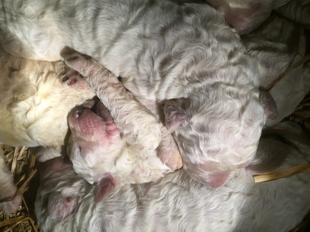 Újszülött komondor babák - Newborn komondor babies