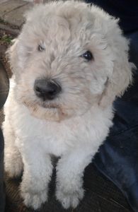 komondor kölyök