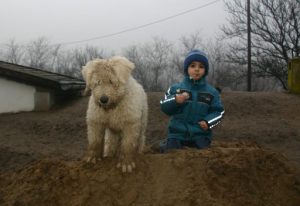 komondor_31