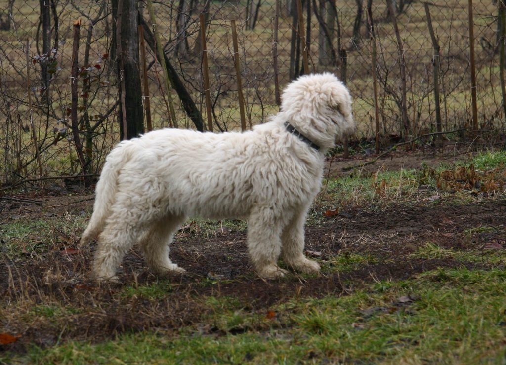 komondor kölyök őriz