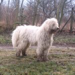 Hófehérke komondor szuka fiatalon