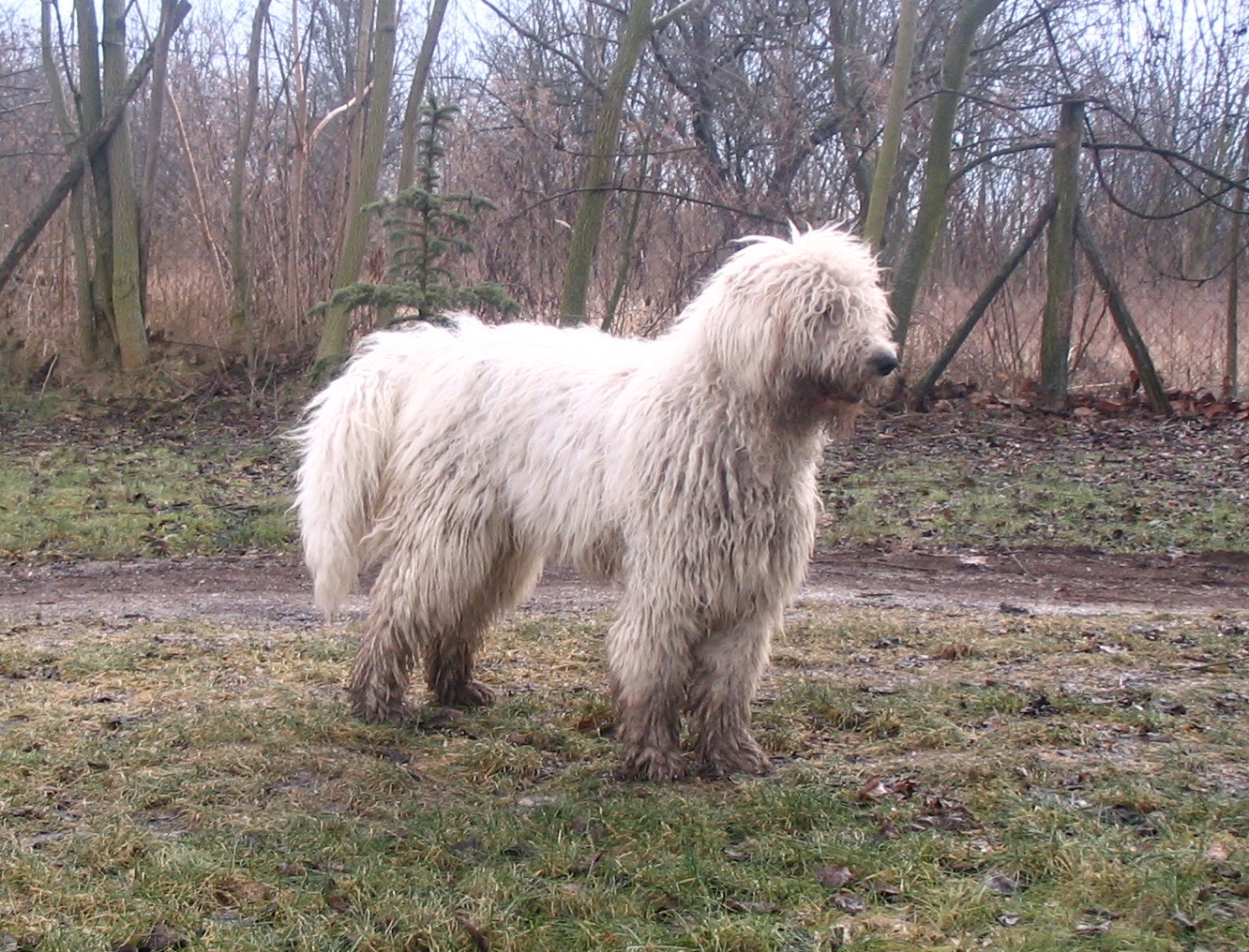 Fiatal komondor őrzi a területet