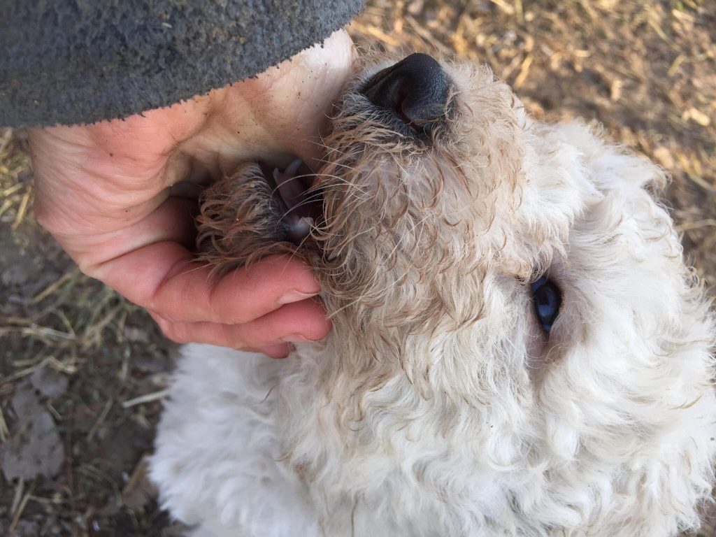 komondor kölyök harap