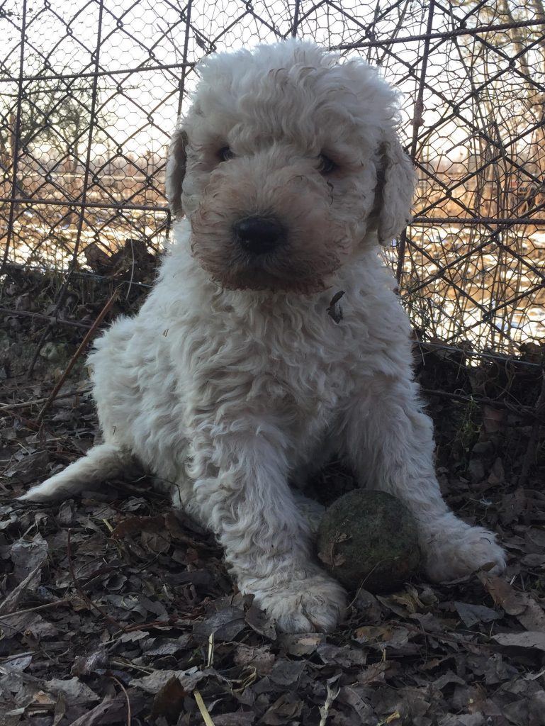 komondor kölyök labdázik