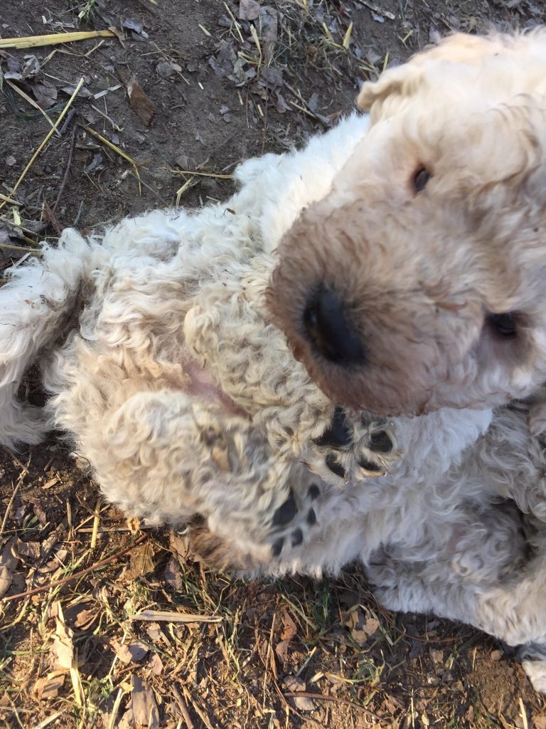 komondor kölyök játszik