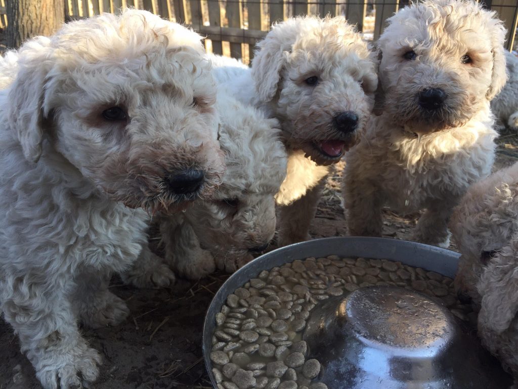 komondor kölykök esznek