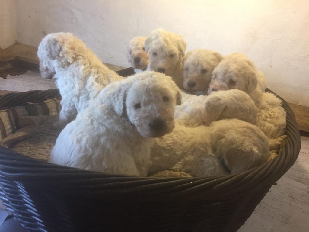 komondor fekhely