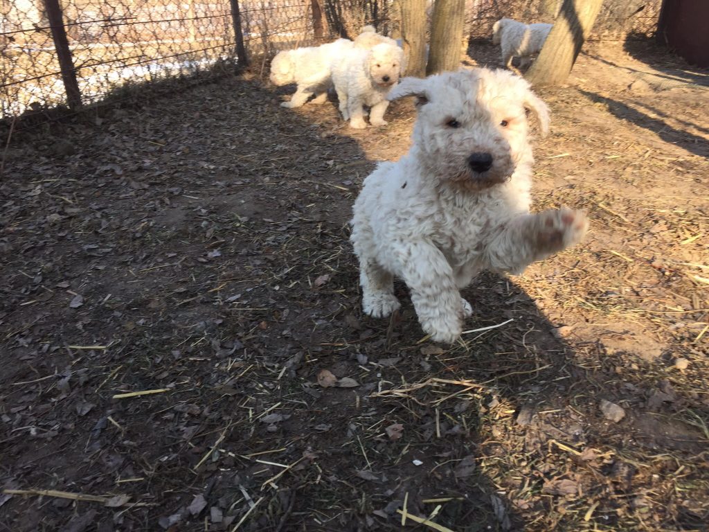 komondor kölyök szalad