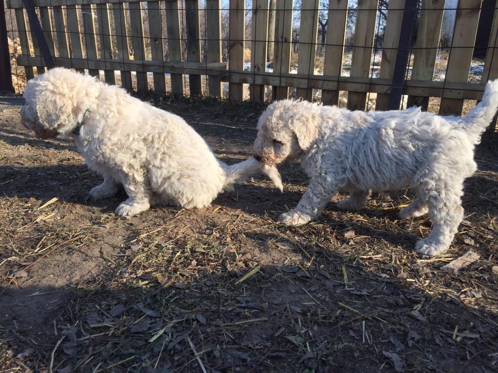 komondor kölyök játszik