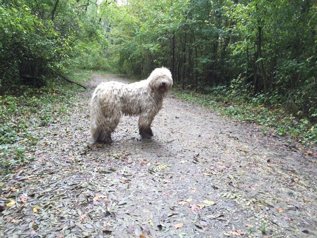 Hófehérke két évesen, vágott bundával - Snow White 2 years old, with shorter, cut hair