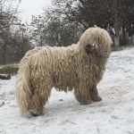 Hófehérke komondor szuka 3 évesen