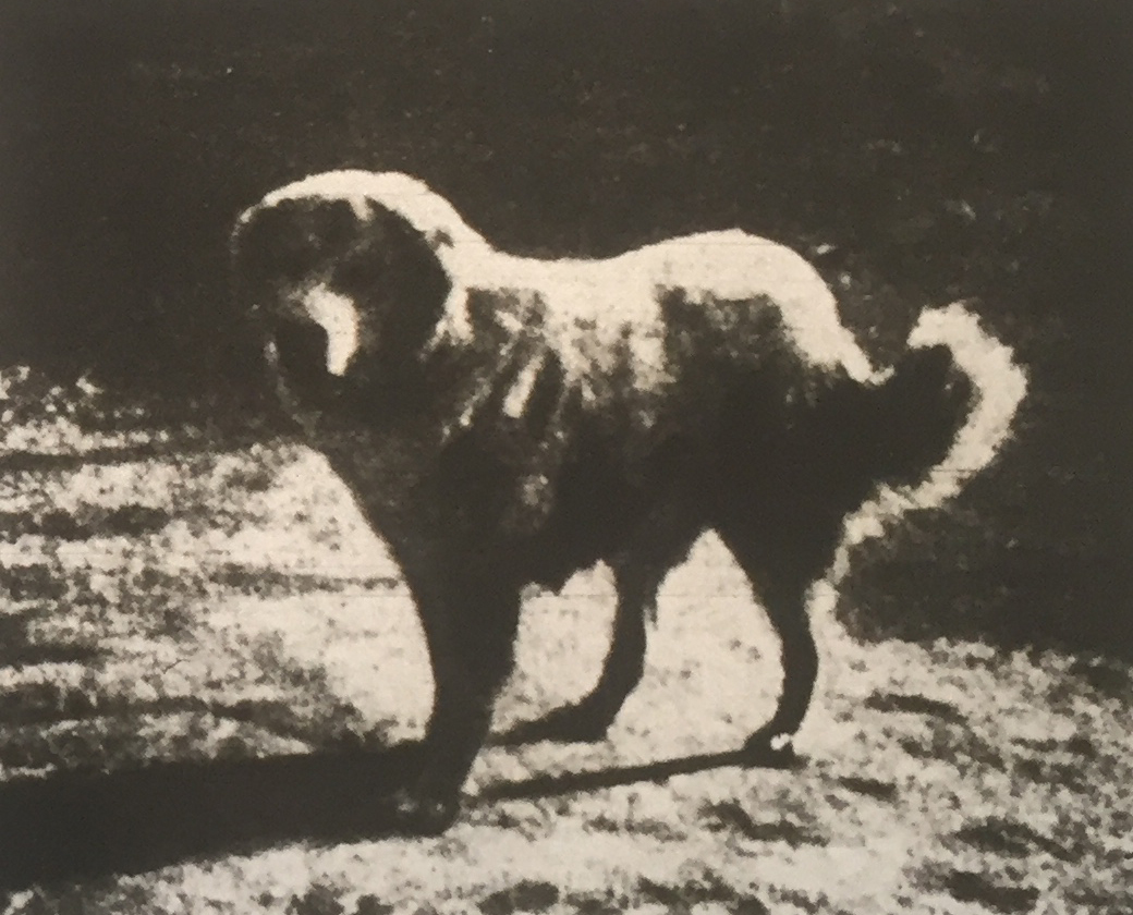 kaukázusi hegyikutya 1917-ben