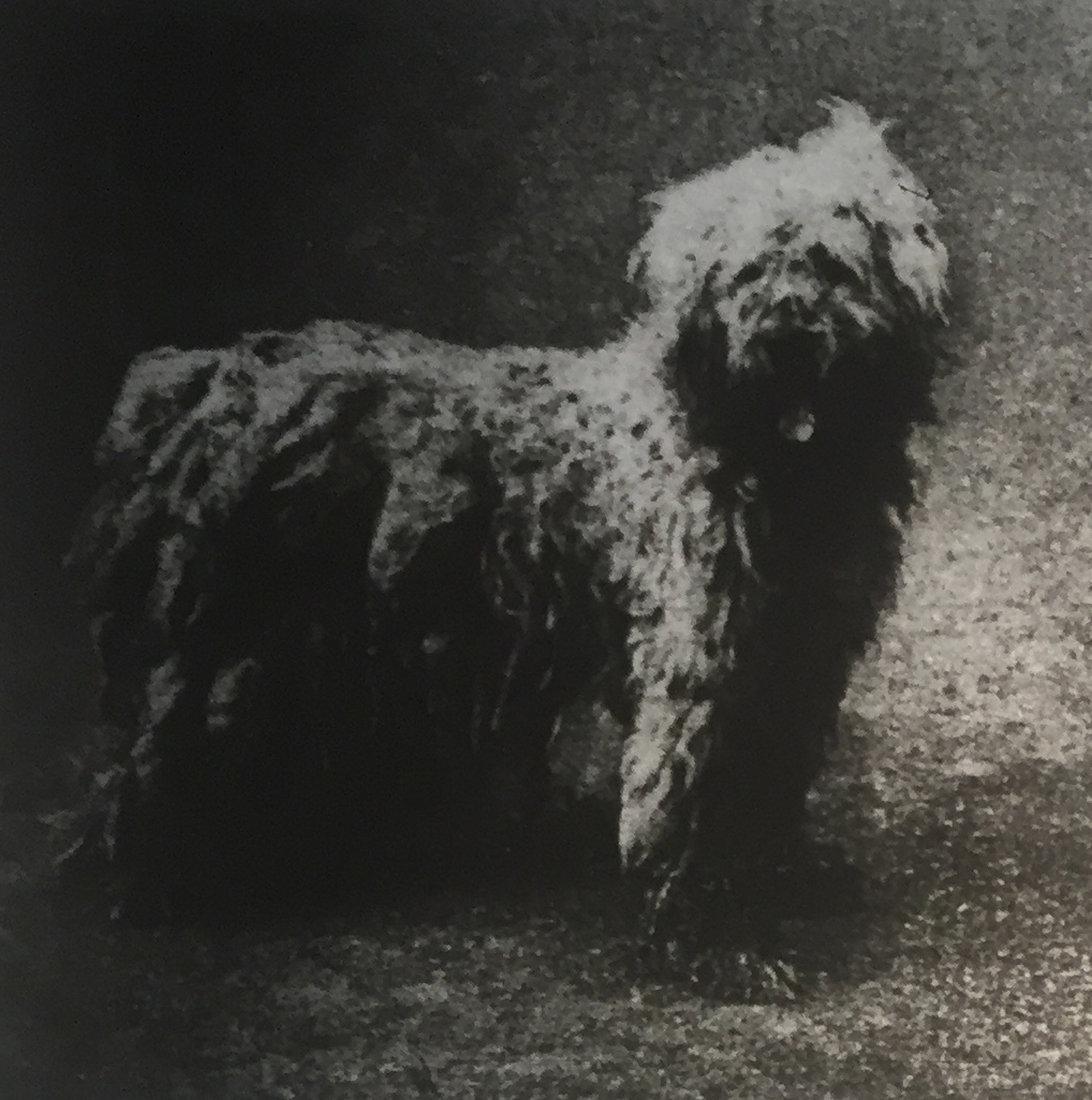 komondor régen