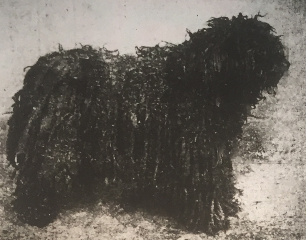 puli 1917-ben