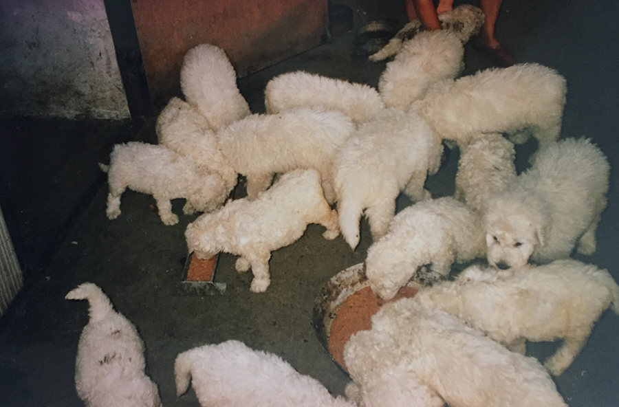 Három komondor alom együtt