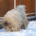 komondor kan, Legény