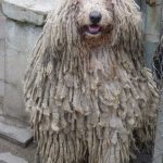 komondor kan, Legény