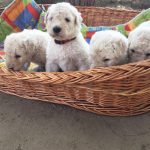 Egy kosár komondor kölyök