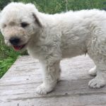 Öreghegyi Kócos Ámor komondor kölyök