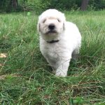 Öreghegyi Kócos Ámor komondor kölyök