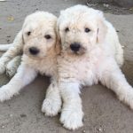 Komondor kölykök pihennek