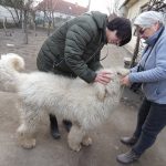 Megnéztük a kutyákat közelebbről